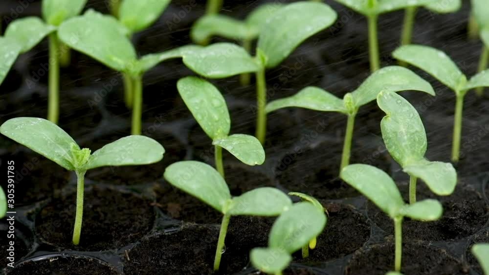 Watering the seedlings.The seedling are growing from the rich soil to the morning sunlight that is shining, ecology concept Watering the seedlings.The seedling are growing from the rich soil to the morning sunlight that is shining, ecology concept