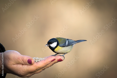 Cute titmouse sits on a hand and eats food.