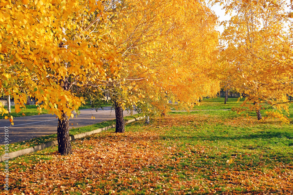 Beautiful autumn park with colorful foliage in sunny day; golden fall concept