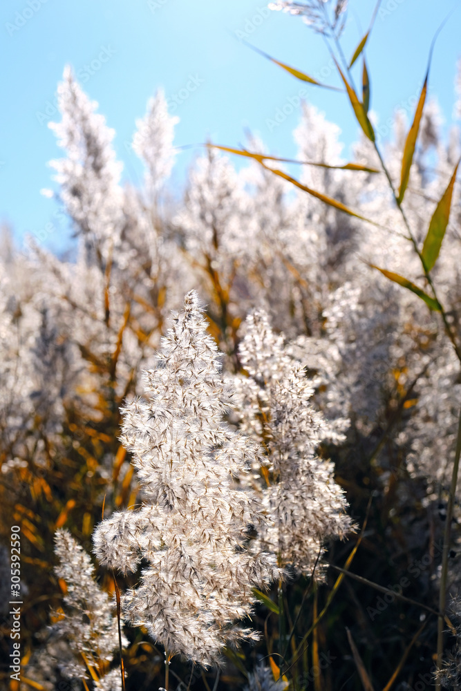 Bright sunny autumn reeds on the background of blue sky; golden fall concept Bright sunny autumn reeds on the background of blue sky; golden fall concept