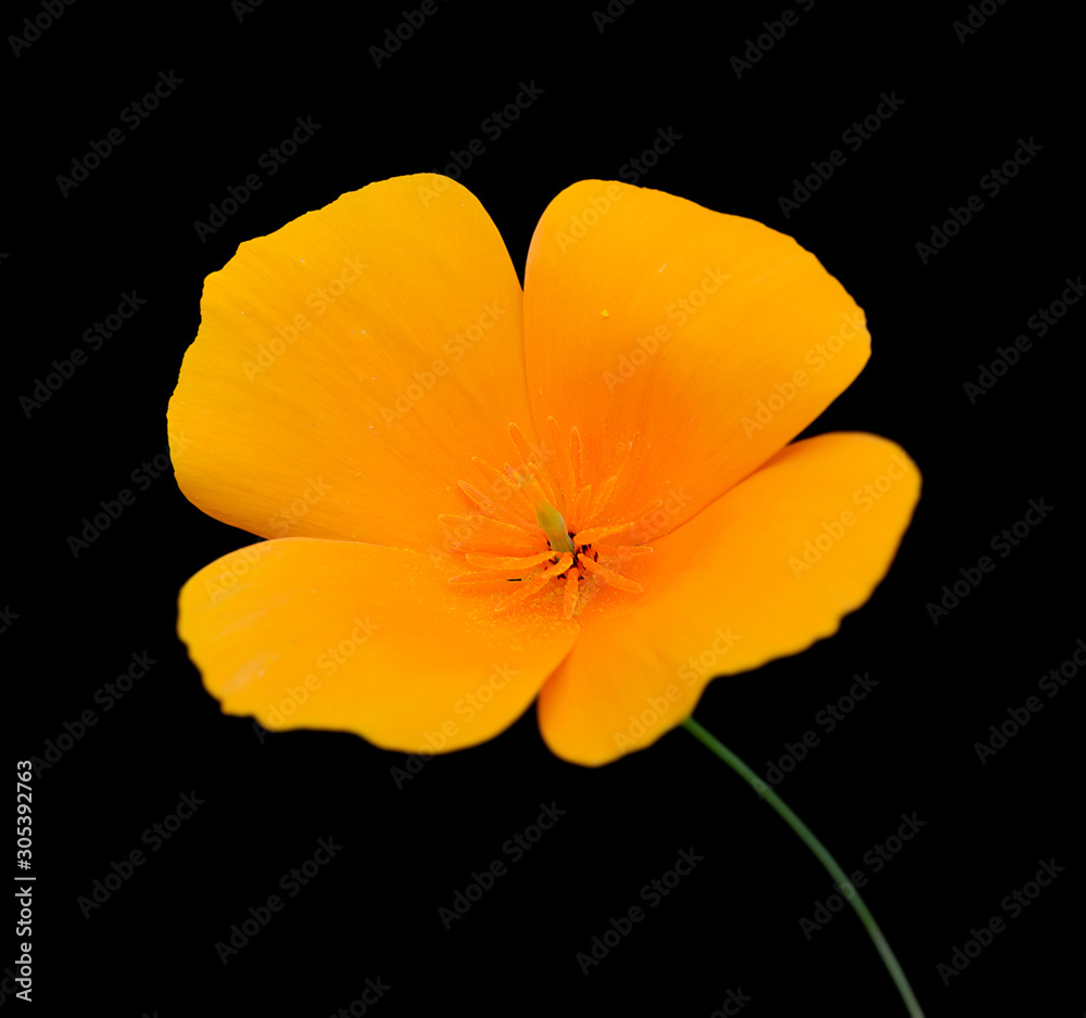 Beautiful yellow flower isolated on a black background Beautiful yellow flower isolated on a black background