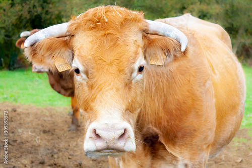 Galician blonde cow 