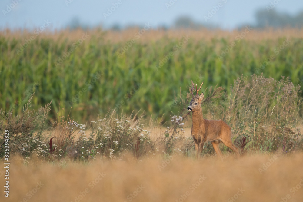 Roebuck - buck (Capreolus capreolus) Roe deer - goat Roebuck - buck (Capreolus capreolus) Roe deer - goat