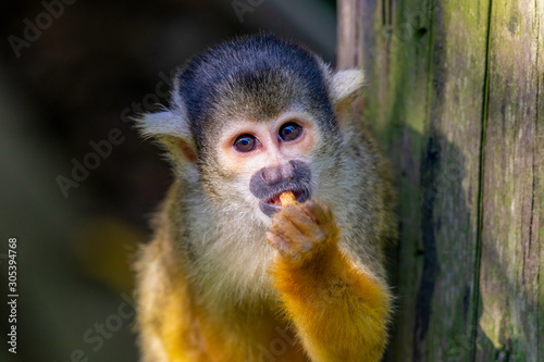 Photography Cute Squirrel Monkey in Japan
