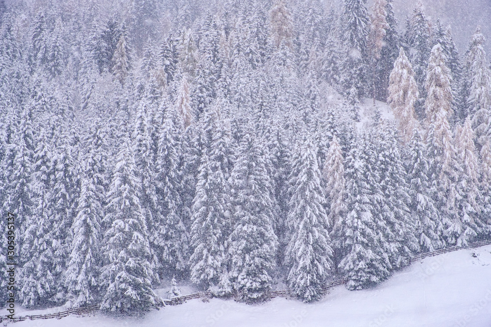 Winter landscape in the town of Neustift in the Stubai Valley in Austria. Snowy trees after heavy snowfall Winter landscape in the town of Neustift in the Stubai Valley in Austria. Snowy trees after heavy snowfall