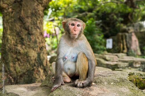 Adult red face monkey Rhesus macaque in tropical nature park of Hainan  China. Cheeky monkey in the natural forest area. Wildlife scene with danger animal. Macaca mulatta copyspace