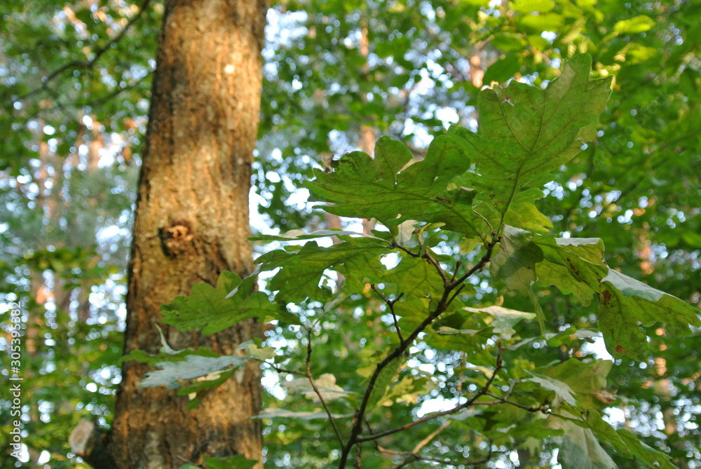 Oak tree branch with green leaves