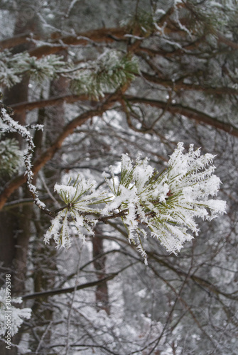 Pine branch covered with snow in the winter forest