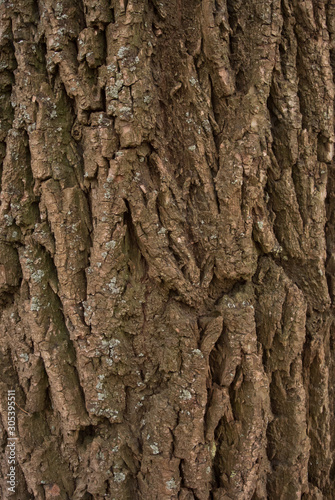 Bark texture of an old oak tree