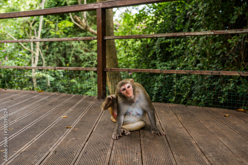 Adult red face monkey Rhesus macaque in tropical nature park of Hainan, China. Cheeky monkey in the natural forest area. Wildlife scene with danger animal. Macaca mulatta copyspace