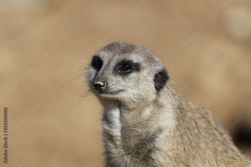 Portrait Of Meerkat Portrait Of Meerkat