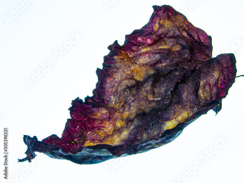 Dried begonia leaf on a bright background