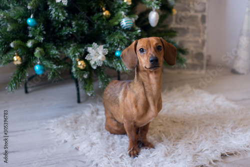 Dachshund puppy, close up. Christmas and new year time, dog near decorated tree on white carpet.