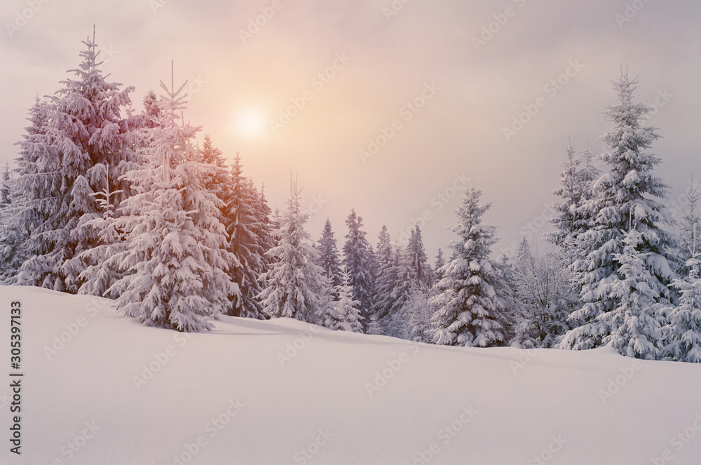 Obraz premium Winter fairytale in fir forest in Carpathians