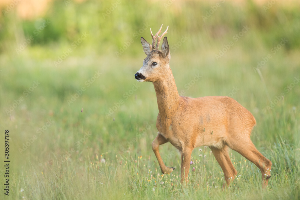 Roebuck - buck (Capreolus capreolus) Roe deer - goat Roebuck - buck (Capreolus capreolus) Roe deer - goat