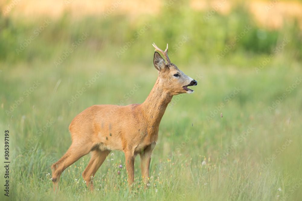 Roebuck - buck (Capreolus capreolus) Roe deer - goat Roebuck - buck (Capreolus capreolus) Roe deer - goat