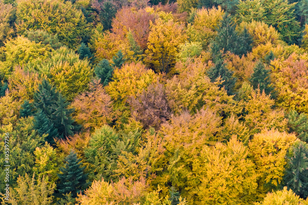 Herbstwald Herbstwald