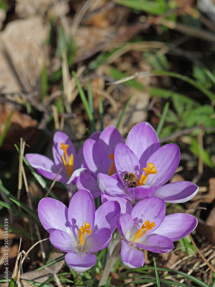 Krokus Krokus
