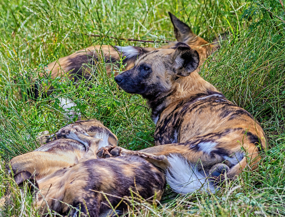 African wild dogs lie and rest