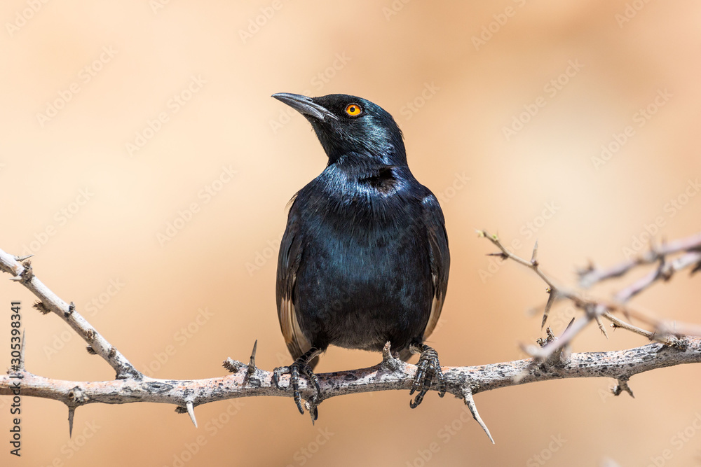 Pale-winged starling (Onychognathus nabouroup) sitting on a branch, Namibia