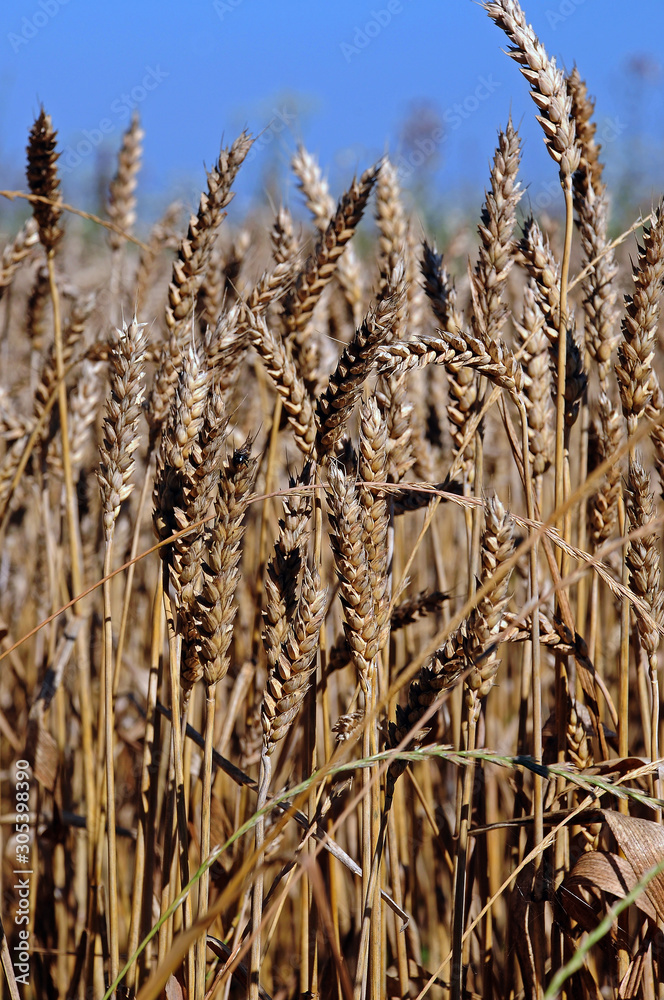 A beautiful field of ripe wheat before harvest.