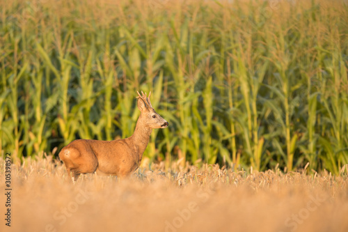 Roebuck - buck  Capreolus capreolus  Roe deer - goat