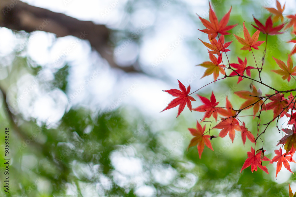 紅葉 紅葉