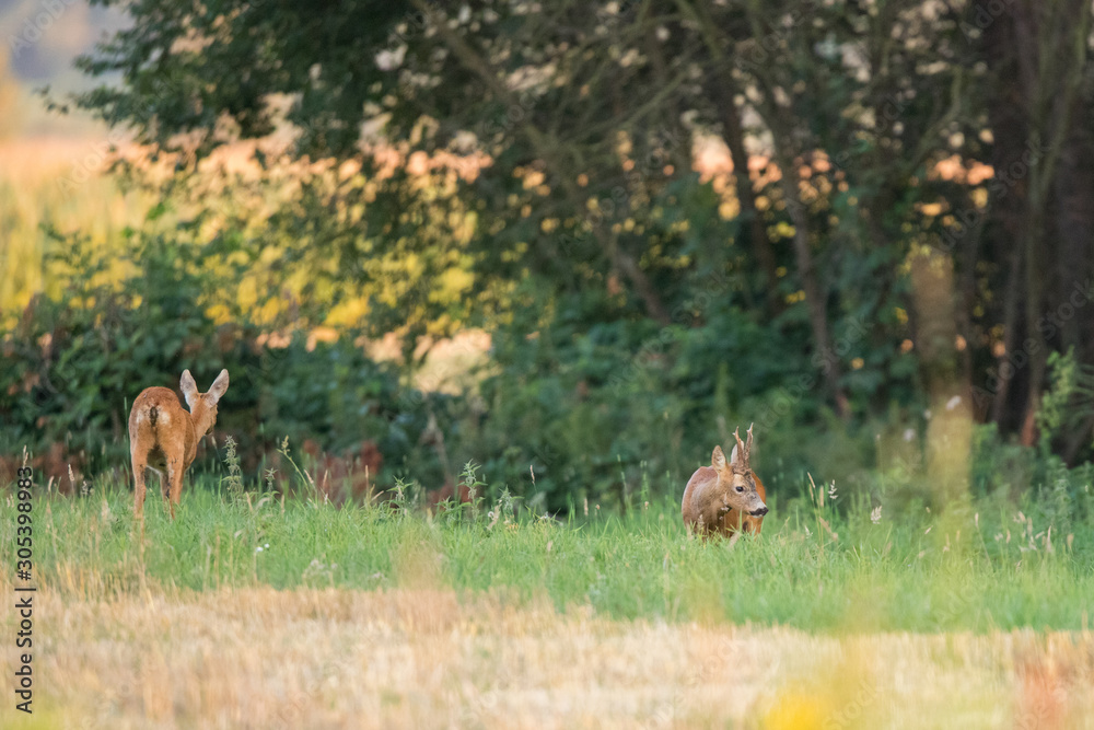 Roebuck - buck (Capreolus capreolus) Roe deer - goat Roebuck - buck (Capreolus capreolus) Roe deer - goat