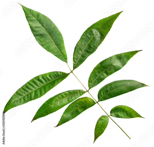 Leaf of pecan tree (Carya illinoinensis) isolated on a white background photo