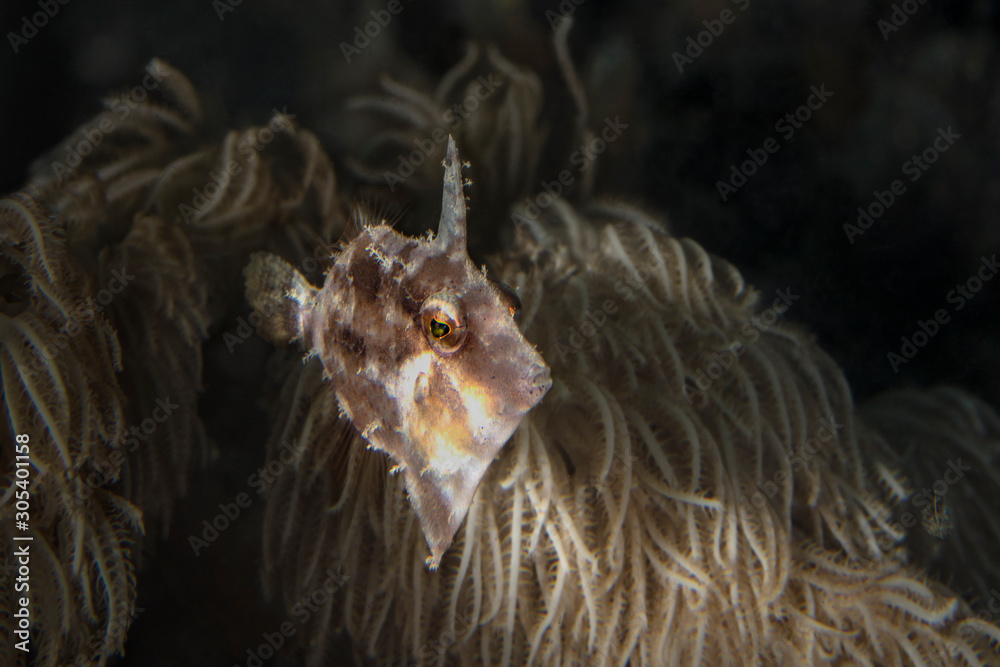 Bristle-tail filefish (Acreichthys tomentosus). Underwater macro photography from Lembeh, Indonesia Bristle-tail filefish (Acreichthys tomentosus). Underwater macro photography from Lembeh, Indonesia