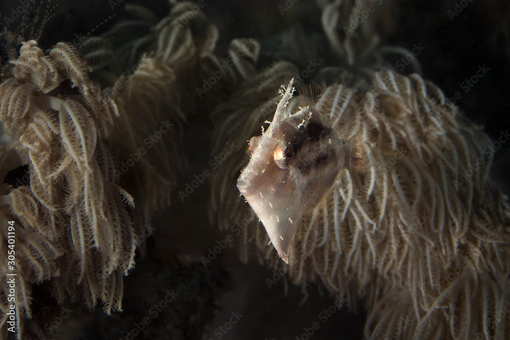 Obraz premium Bristle-tail filefish (Acreichthys tomentosus). Underwater macro photography from Lembeh, Indonesia