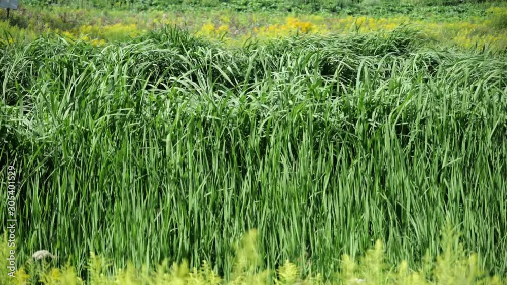 rice field in thailand rice field in thailand