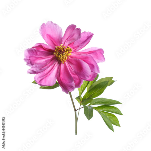 Bright pink peony flower isolated on white background.