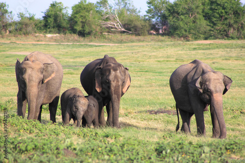 Kleine Elefantenherde in Sri Lanka