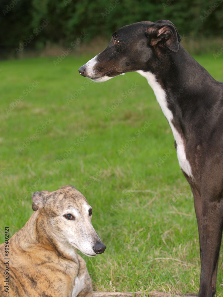 Two Greyhounds