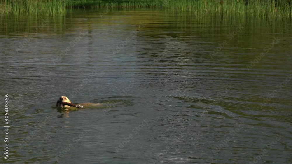 labrador dog swimming and playing fetch with a stick labrador dog swimming and playing fetch with a stick