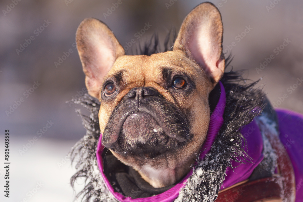 Cute small French Bulldog dog looking up wearing purple winter coat with fur collar in front of blurry winter snow landcape background