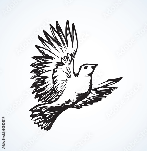 Vector drawing. Small titmouse
