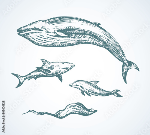 Εκτύπωση καμβά Shark. Vector drawing