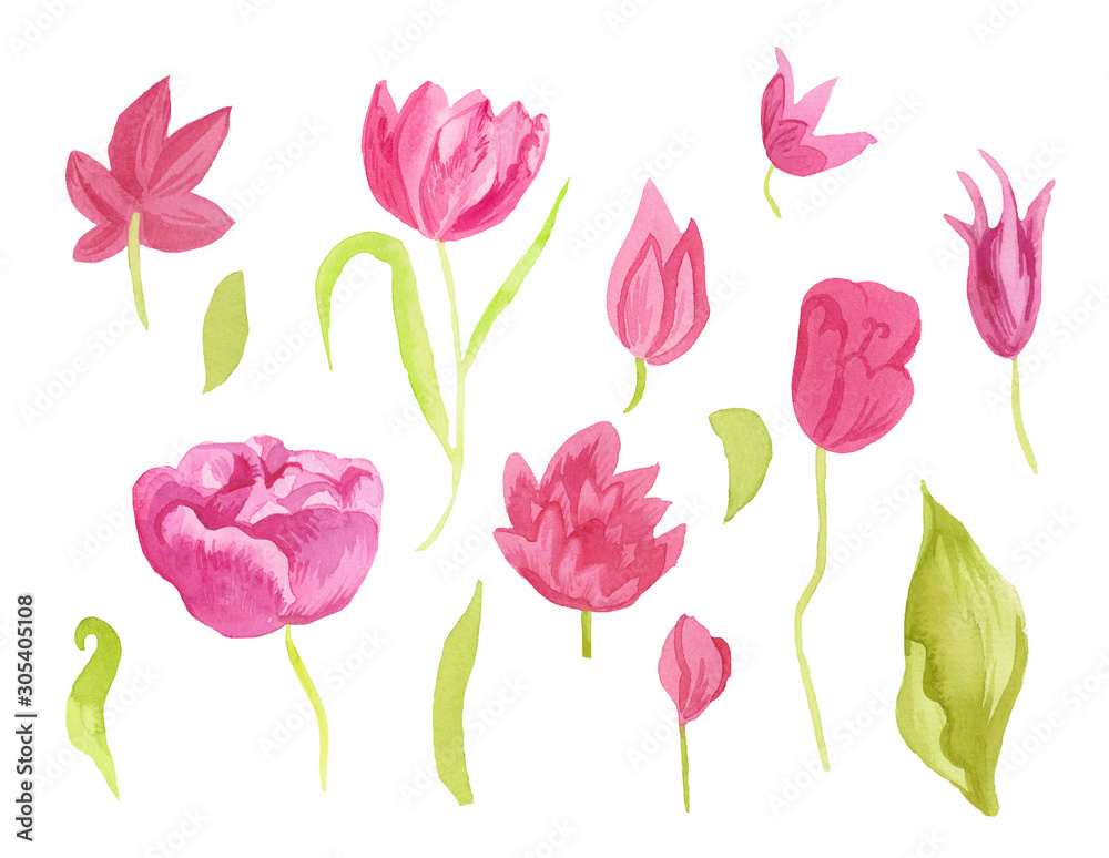 A set of cute pink watercolor tulips with leaves. Clipart collection of botanical spring flowers on white isolated background hand drawn. Design for weddings, gift cards, textiles and stickers. A set of cute pink watercolor tulips with leaves. Clipart collection of botanical spring flowers on white isolated background hand drawn. Design for weddings, gift cards, textiles and stickers.