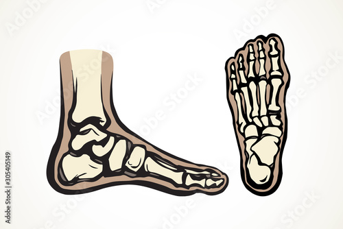 Bones of the foot. Vector drawing