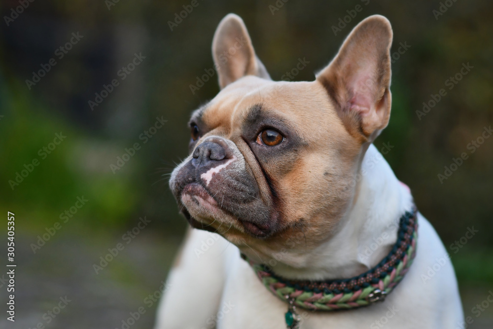 Portrait of a beautiful red pied female French Bulldog dog in front of dark background