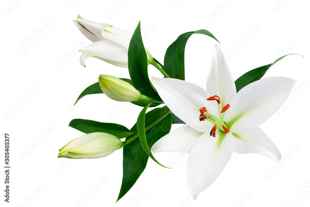 White lily flowers and buds with green leaves on white background isolated close up, lilies bunch, elegant bouquet, lillies floral pattern, romantic holiday greeting card, wedding invitation design - obrazy, fototapety, plakaty 