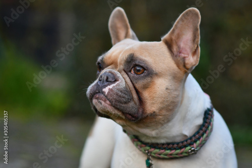 Portrait of a beautiful red pied female French Bulldog dog in front of dark background © Firn