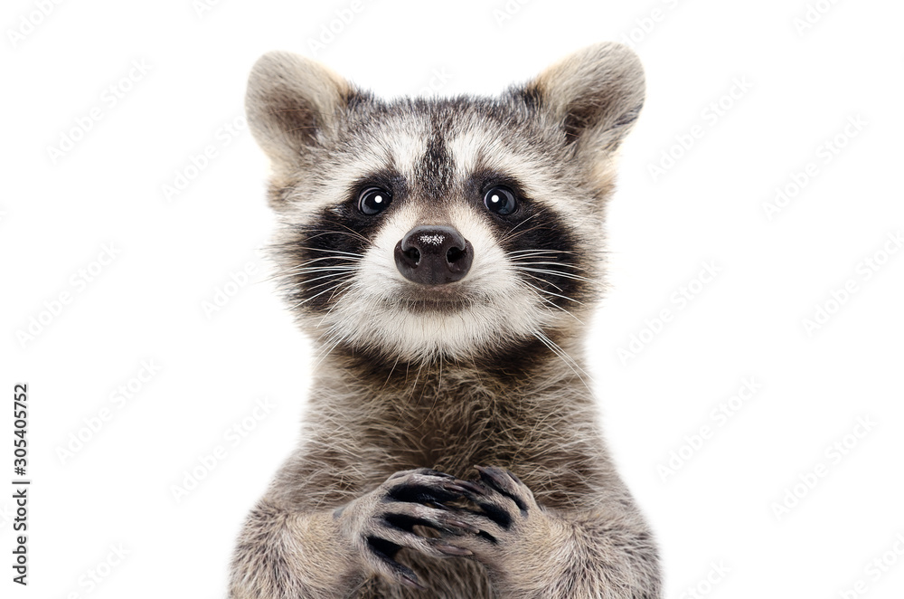 Portrait of a cute funny raccoon, closeup, isolated on a white background