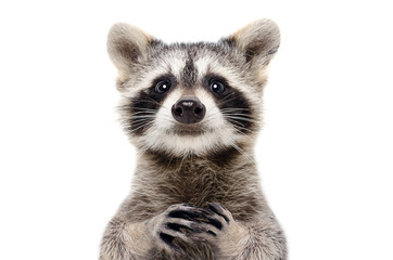 Portrait of a cute funny raccoon, closeup, isolated on a white background