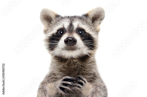 Fototapeta Naklejka Na Ścianę i Meble -  Portrait of a cute funny raccoon, closeup, isolated on a white background