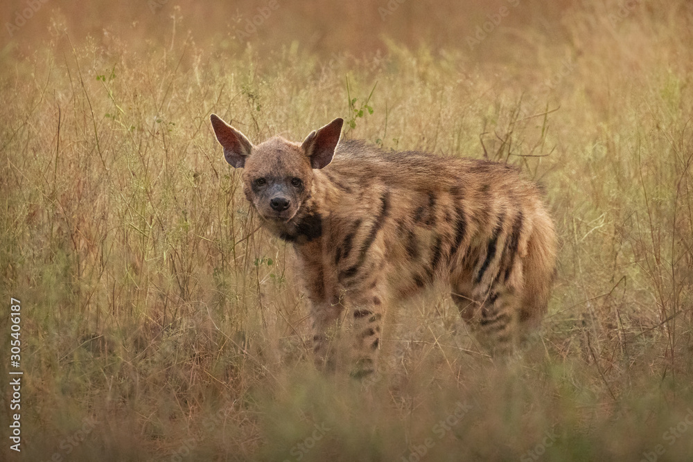 Striped hyena in the nature habitat. Very rare striped hyena. Wildlife scene with unique animal. Summer in Rajasthan, India. Hyena hyena. Striped hyena in the nature habitat. Very rare striped hyena. Wildlife scene with unique animal. Summer in Rajasthan, India. Hyena hyena.