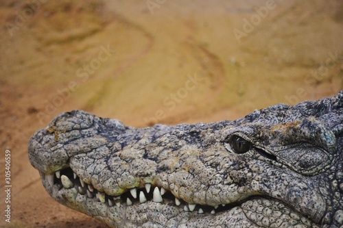 the head of a crocodile