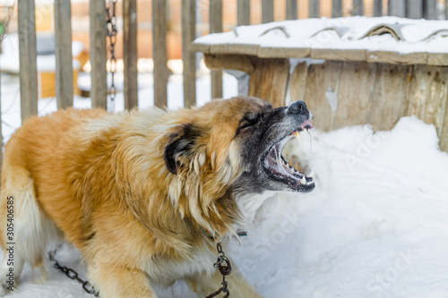 angry furious big fair haired dog showing, bearing its teeth with saliva barking near a doghouse on the snow in winter